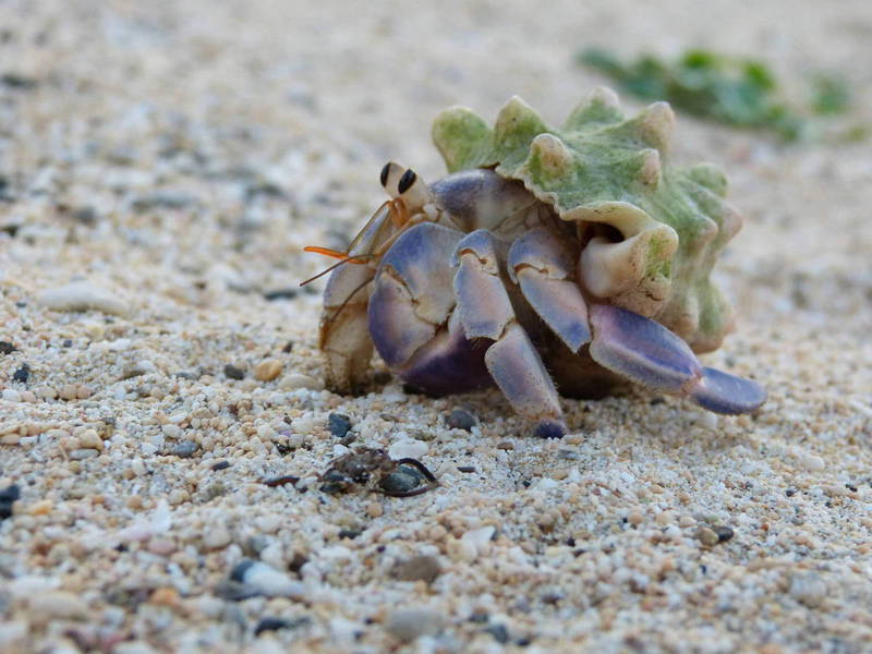 奄美大島 ヤドカリ